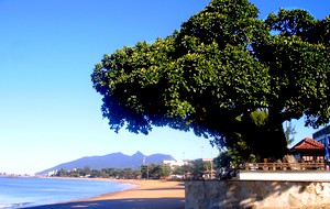 Figueira Centen&aacute;ria